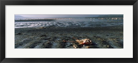 Framed Dead flamingo at the lakeside, Lake Nakuru, Great Rift Valley, Lake Nakuru National Park, Kenya Print