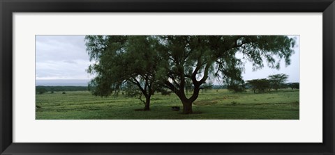 Framed Trees on a landscape, Lake Nakuru National Park, Great Rift Valley, Kenya Print