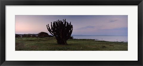 Framed Silhouette of a cactus at the lakeside, Lake Victoria, Great Rift Valley, Kenya Print