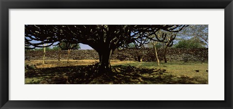 Framed Trees in a field with a stone wall in the background, Thimlich Ohinga, Lake Victoria, Great Rift Valley, Kenya Print