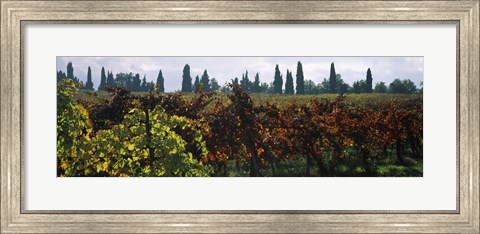 Framed Vineyards with trees in the background, Apennines, Emilia-Romagna, Italy Print