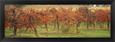 Framed Vineyard on a landscape, Apennines, Emilia-Romagna, Italy Print