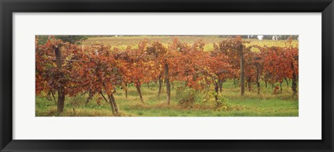 Framed Vineyard on a landscape, Apennines, Emilia-Romagna, Italy Print