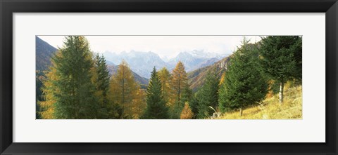 Framed Larch trees with a mountain range in the background, Dolomites, Cadore, Province of Belluno, Veneto, Italy Print