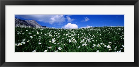 Framed White flowers in a field, French Riviera, Provence-Alpes-Cote d&#39;Azur, France Print