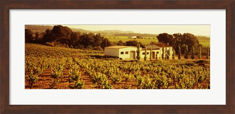 Framed Farmhouses in a vineyard, Penedes, Catalonia, Spain Print