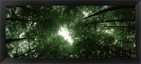 Framed View of Sky through Beech trees, Germany Print