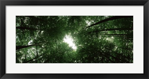 Framed View of Sky through Beech trees, Germany Print