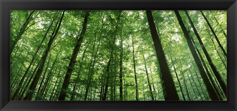 Framed Low angle view of beech trees, Baden-Wurttemberg, Germany Print