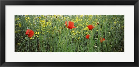 Framed Poppies blooming in oilseed rape (Brassica napus) field, Baden-Wurttemberg, Germany Print