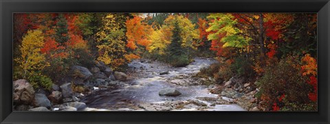 Framed Stream with trees in a forest in autumn, Nova Scotia, Canada Print