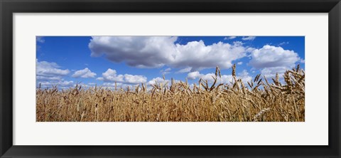 Framed Wheat crop growing in a field, near Edmonton, Alberta, Canada Print