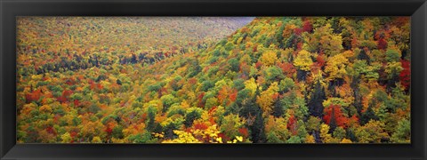 Framed Mountain forest in autumn, Nova Scotia, Canada Print