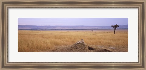 Framed Cheetah (Acinonyx jubatus) sitting on a mound looking back, Masai Mara National Reserve, Kenya Print