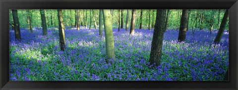 Framed Bluebells in a forest, Charfield, Gloucestershire, England Print