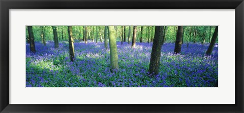 Framed Bluebells in a forest, Charfield, Gloucestershire, England Print