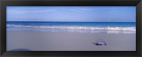 Framed Portuguese Man-Of-War (Physalia physalis) on the beach, Bermuda Print