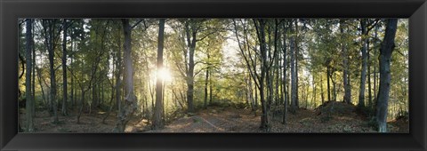 Framed Trees in a forest, Black Forest, Freiburg im Breisgau, Baden-Wurttemberg, Germany Print