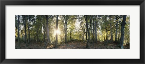 Framed Trees in a forest, Black Forest, Freiburg im Breisgau, Baden-Wurttemberg, Germany Print