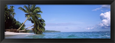 Framed Palm trees on the beach, Indonesia Print