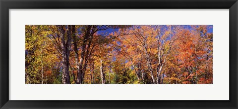 Framed Trees in autumn, Vermont, USA Print