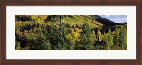 Framed Newlywed couple in a forest, Aspen, Pitkin County, Colorado, USA Print