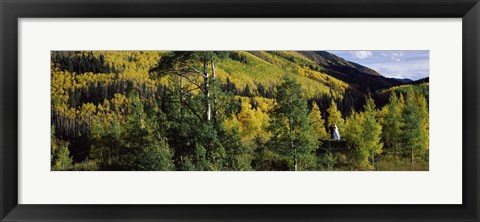 Framed Newlywed couple in a forest, Aspen, Pitkin County, Colorado, USA Print