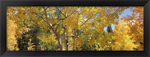 Framed Aspen trees with foliage in autumn, Colorado, USA Print