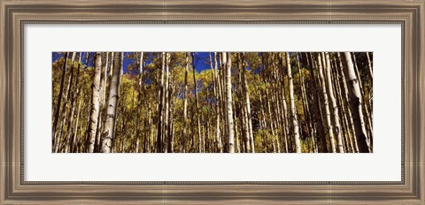 Framed Aspen tree trunks in autumn, Colorado, USA Print