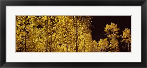 Framed Aspen trees in autumn with night sky, Colorado, USA Print