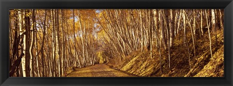 Framed Road in the Forest, Colorado Print