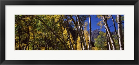 Framed Aspen trees with mountains in the background, Maroon Bells, Aspen, Pitkin County, Colorado, USA Print