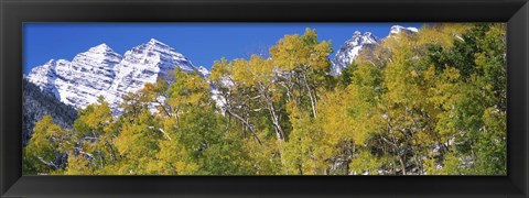 Framed Forest with snowcapped mountains in the background, Maroon Bells, Aspen, Pitkin County, Colorado, USA Print