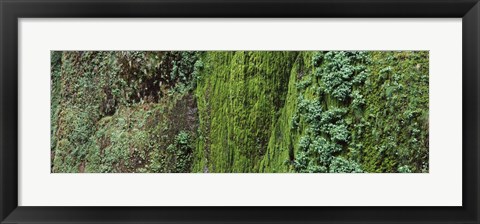 Framed Ferns and moss covered hill, Columbia River Gorge, Oregon, USA Print