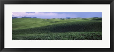 Framed Wheat field on a rolling landscape, near Pullman, Washington State, USA Print