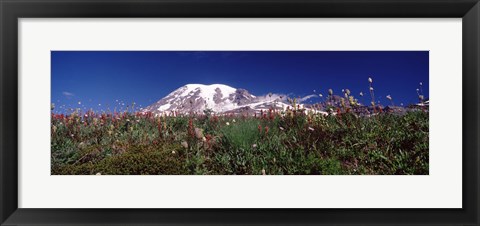 Framed Wildflowers on mountains, Mt Rainier, Pierce County, Washington State, USA Print