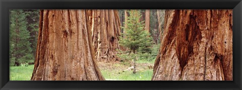 Framed Sapling among full grown Sequoias, Sequoia National Park, California, USA Print