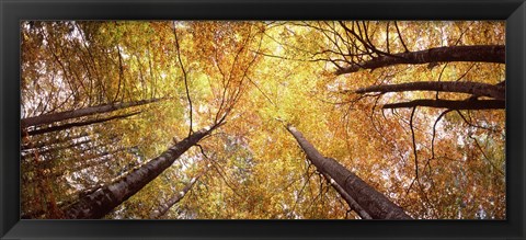 Framed Low angle view of trees with yellow foliage, Bavaria, Germany Print