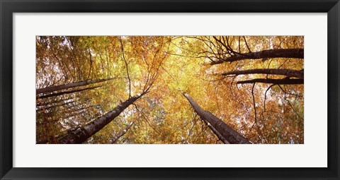 Framed Low angle view of trees with yellow foliage, Bavaria, Germany Print