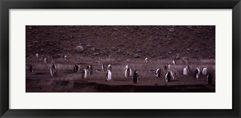 Framed Penguins make their way to the colony, Baily Head, Deception Island, South Shetland Islands, Antarctica Print