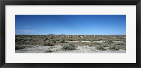 Framed Herd of springboks (Antidorcas marsupialis) grazing in a landscape, Etosha National Park, Kunene Region, Namibia Print