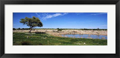 Framed Wild animals at a waterhole, Okaukuejo, Etosha National Park, Kunene Region, Namibia Print