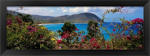 Framed Tropical flowers at the seaside, Deshaies Beach, Deshaies, Guadeloupe Print