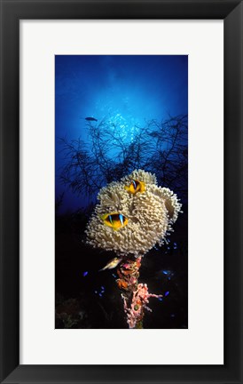 Framed Sea anemone and Allard&#39;s anemonefish (Amphiprion allardi) in the ocean Print