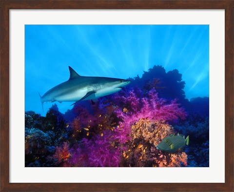 Framed Caribbean Reef shark (Carcharhinus perezi) and Soft corals in the ocean Print