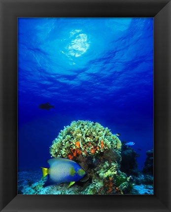 Framed Queen angelfish (Holacanthus ciliaris) and Blue chromis (Chromis cyanea) with Black Durgon in the sea Print