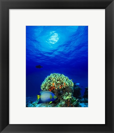 Framed Queen angelfish (Holacanthus ciliaris) and Blue chromis (Chromis cyanea) with Black Durgon in the sea Print