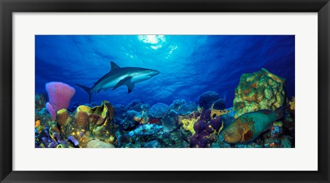 Framed Caribbean Reef shark (Carcharhinus perezi) Rainbow Parrotfish (Scarus guacamaia) in the sea Print