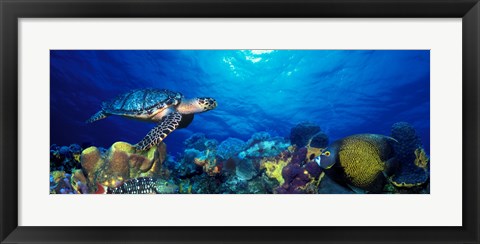 Framed Hawksbill turtle (Eretmochelys Imbricata) and French angelfish (Pomacanthus paru) with Stoplight Parrotfish (Sparisoma viride) Print