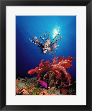 Framed Lionfish (Pteropterus radiata) and Squarespot anthias (Pseudanthias pleurotaenia) with soft corals in the ocean Print